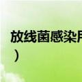 放线菌感染用什么药（放线菌是细菌还是真菌）