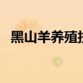 黑山羊养殖技术和管理方法（黑山羊养殖）