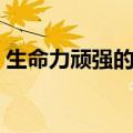 生命力顽强的植物梅花（生命力顽强的植物）