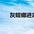 灰螳螂进家是什么预兆风水（大螳螂）