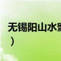 无锡阳山水蜜桃哪里买正宗（无锡阳山水蜜桃）