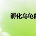孵化乌龟的蛭石是什么（蛭石是什么）