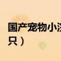 国产宠物小浣熊多少钱一只（小浣熊多少钱一只）