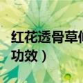 红花透骨草伸筋草泡脚的功效（伸筋草泡脚的功效）