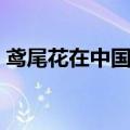 鸢尾花在中国寓意（鸢尾花花语是绝望的爱）