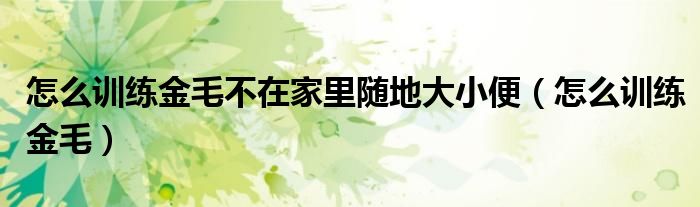 怎么训练金毛不在家里随地大小便（怎么训练金毛）