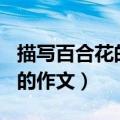 描写百合花的作文300字三年级（描写百合花的作文）