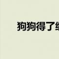 狗狗得了细小怎么办（狗狗得了细小）