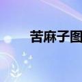 苦麻子图片（苦麻子的功效与作用）
