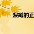 深蹲的正确姿势（深蹲可以瘦腿吗）