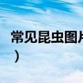 常见昆虫图片跟名字大全（常见昆虫名字大全）