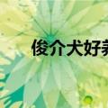 俊介犬好养吗值钱吗（俊介犬好养吗）