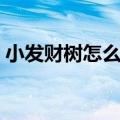 小发财树怎么养护与浇水（小发财树怎么养）