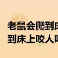 老鼠会爬到床上咬人吗怎么预防呢（老鼠会爬到床上咬人吗）