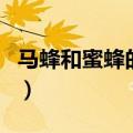 马蜂和蜜蜂的区别是什么（马蜂和蜜蜂的区别）