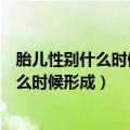 胎儿性别什么时候形成的会因为吃什么改变吗（胎儿性别什么时候形成）