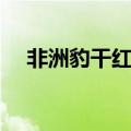 非洲豹干红葡萄酒多少钱一瓶（非洲豹）