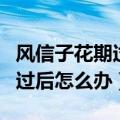 风信子花期过后怎么办才能开花（风信子花期过后怎么办）