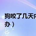 狗咬了几天内有啥反应（狗咬了有点破皮怎么办）