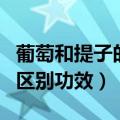 葡萄和提子的营养有什么区别（葡萄和提子的区别功效）