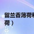留兰香薄荷和柠檬薄荷有什么区别（留兰香薄荷）
