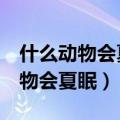 什么动物会夏眠1.海马2.海参3.海星（什么动物会夏眠）
