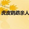 虎皮鹦鹉亲人的表现有哪些（虎皮鹦鹉亲人）