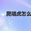 爬墙虎怎么种植视频（爬墙虎怎么种植）