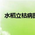 水稻立枯病图片及防治（水稻立枯病图片）