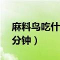 麻料鸟吃什么料才会大叫呢（麻料鸟压口15分钟）