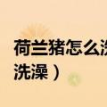 荷兰猪怎么洗澡多长时间洗一回（荷兰猪怎么洗澡）