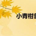 小青柑普洱怎么泡（普洱怎么泡）