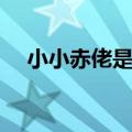 小小赤佬是什么意思（赤佬是什么意思）