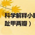 科学解释小脚趾甲两瓣怎么治（科学解释小脚趾甲两瓣）