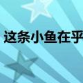 这条小鱼在乎几年级的课文（这条小鱼在乎）