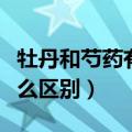 牡丹和芍药有什么区别知乎（牡丹和芍药有什么区别）