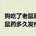 狗吃了老鼠药多久发作要怎么救治（狗吃了老鼠药多久发作）