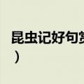 昆虫记好句赏析100句（昆虫记好句赏析30句）