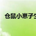 仓鼠小崽子生长期（仓鼠幼崽长大过程图）