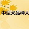 中型犬品种大全图片名称（中型犬品种大全）