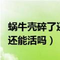 蜗牛壳碎了还能活吗里面凸起来（蜗牛壳碎了还能活吗）