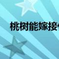 桃树能嫁接什么树?（桃树能嫁接什么树）