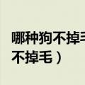 哪种狗不掉毛好养无体味又很少生病（哪种狗不掉毛）