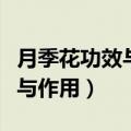 月季花功效与作用的功能与主治（月季花功效与作用）