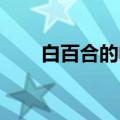 白百合的电影 赌博（白百合的电影）