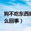 狗不吃东西吐白沫是怎么回事（小狗吐白沫怎么回事）