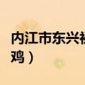 内江市东兴初级中学校夏江达菲鸡视屏（达菲鸡）