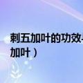 刺五加叶的功效与作用的功效和作用是什么降血糖吗（刺五加叶）