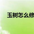 玉树怎么修剪好看图片（玉树怎么修剪）