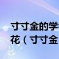 寸寸金的学名是什么?A.连翘B.迎春花C.金钟花（寸寸金）